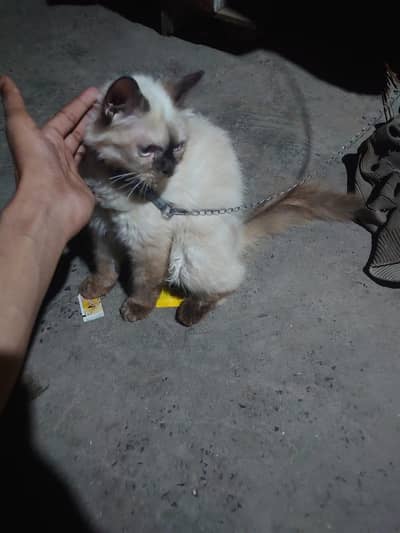 Siamese Kitten