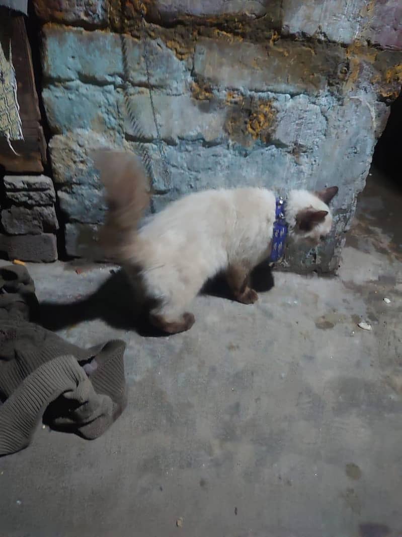 Siamese Kitten 3