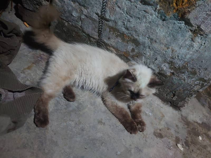 Siamese Kitten 4