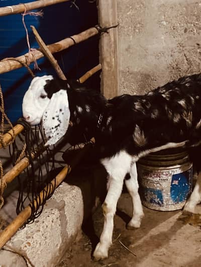 Bakra 03121077207