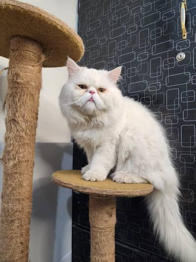 Pure punch face near to piki male available for meeting