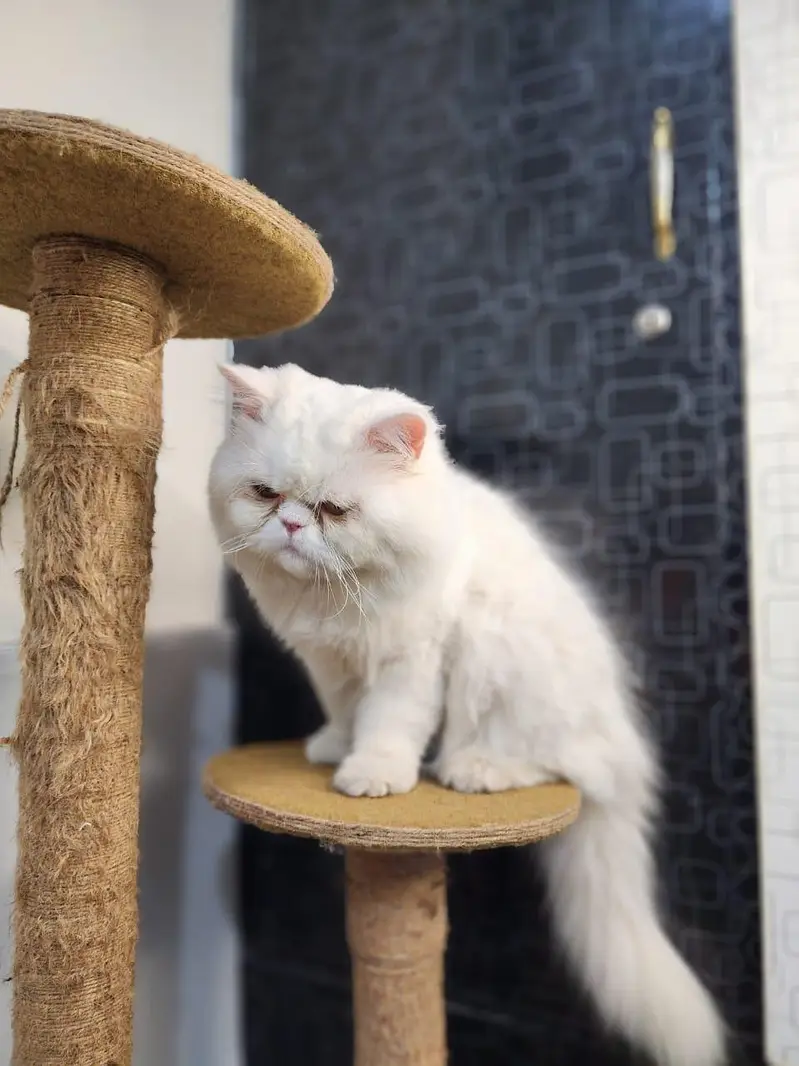 Pure punch face near to piki male available for meeting — photo 2