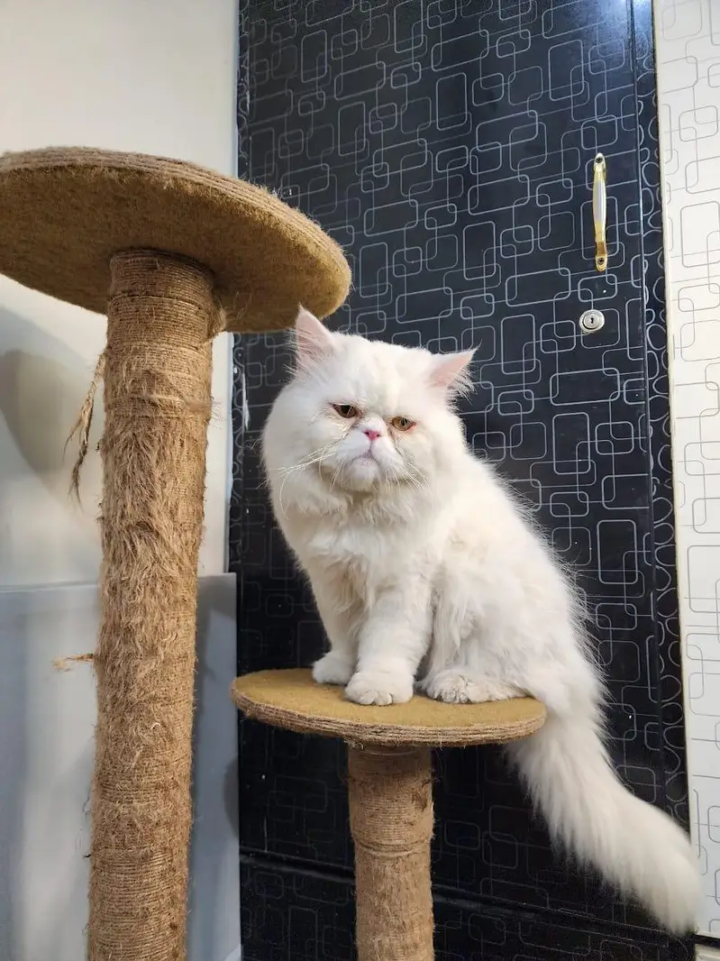 Pure punch face near to piki male available for meeting — photo 3