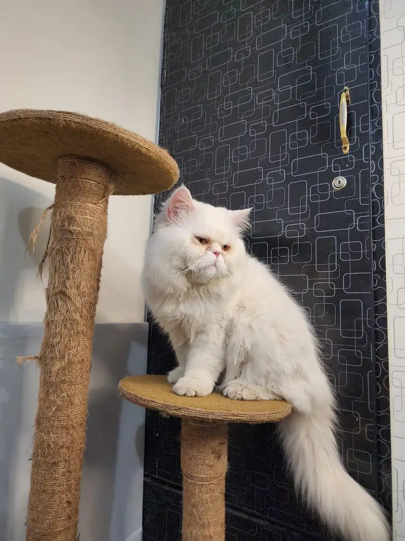 Pure punch face near to piki male available for meeting — photo 4