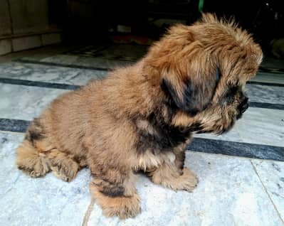 shih tzu puppy Male dog