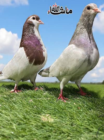 Fancy pigeon khal Breder pair For Sale