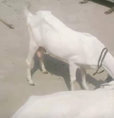 2 goat for sell arjant