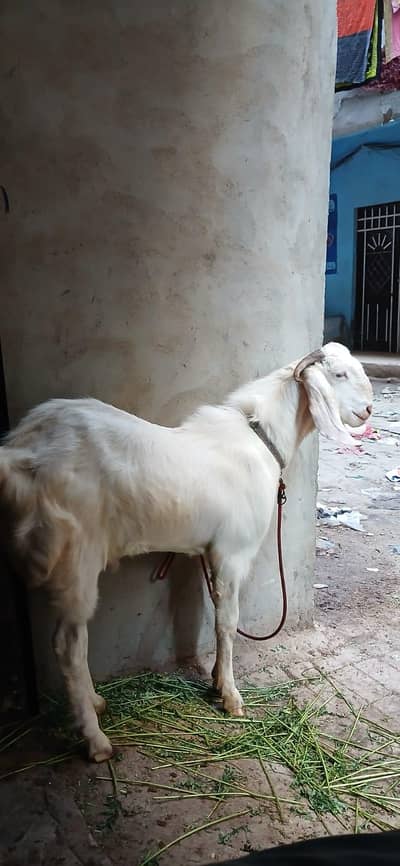 Gulabi Bakra