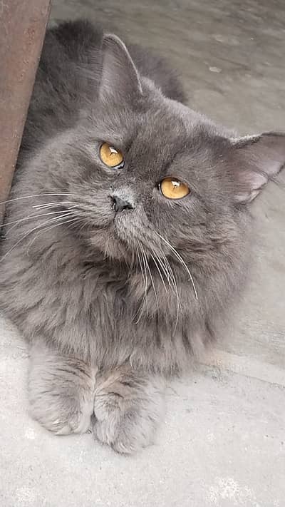 TRIPLE COAT SMOKY MALE FOR MATING