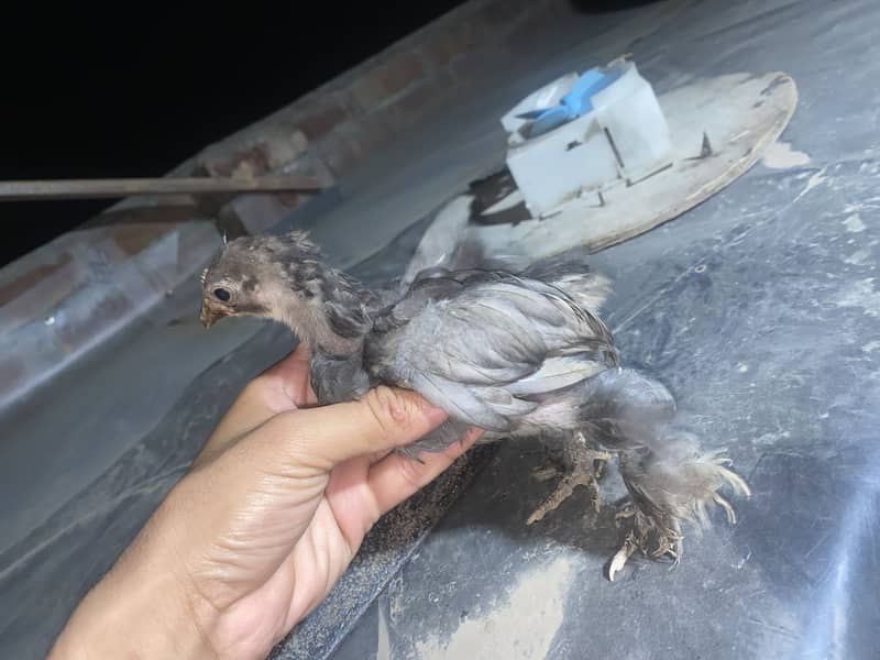 مرغا مرغی 3بچے 1
