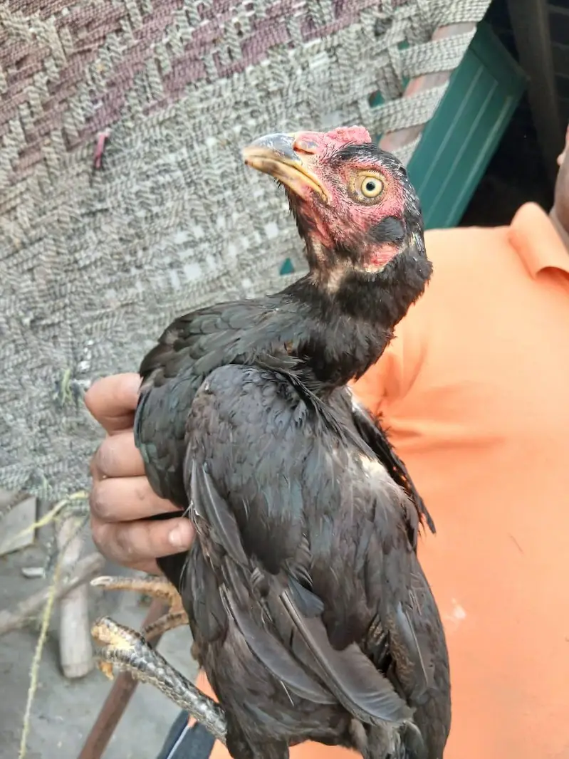 high quality aseel Burmese cross eggs — photo 2