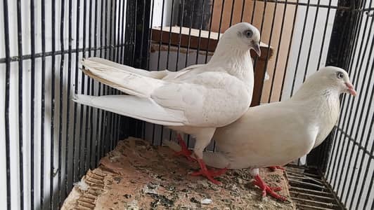 nill duma male wahshi female