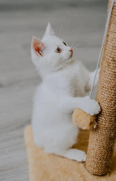 Cute kitten l Persian l double coat l white