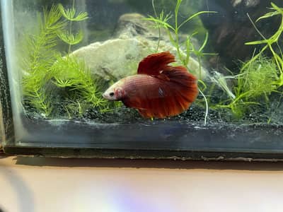 Betta fish for sale.