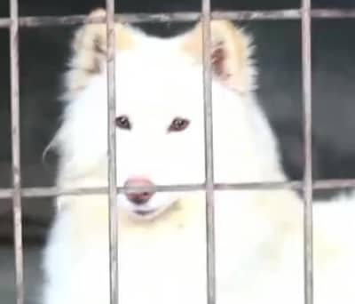 White husky wooly coat Pedigree female