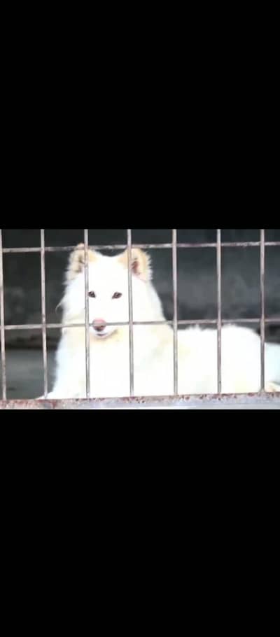 White husky wooly coat Pedigree female