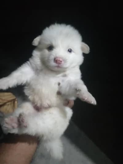 Russian Zero size puppies