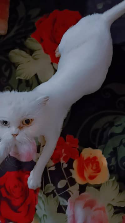 beautiful Persian female cat