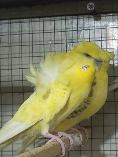 Double crust male pied crust female lutino red eye female