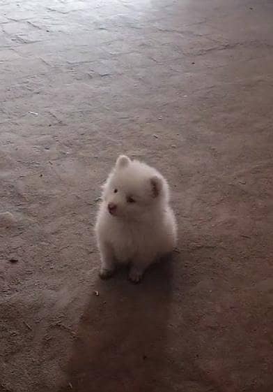 Russian Pomeranian Teacup size puppy