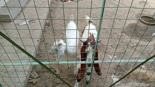1 male 1 female