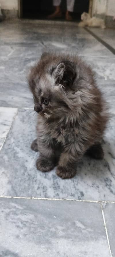 Persian Cat Baby