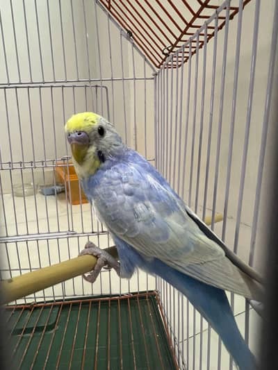 Violet Rainbow  Male