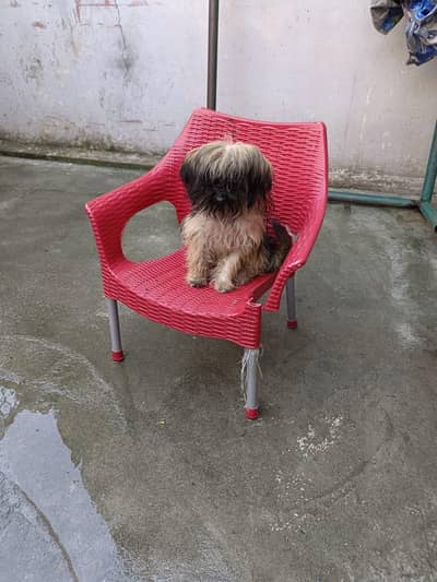 one black and one black and white female  45000 each