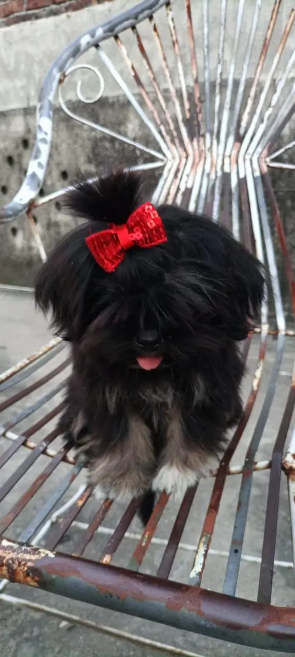 one black and one black and white female  45000 each — photo 2