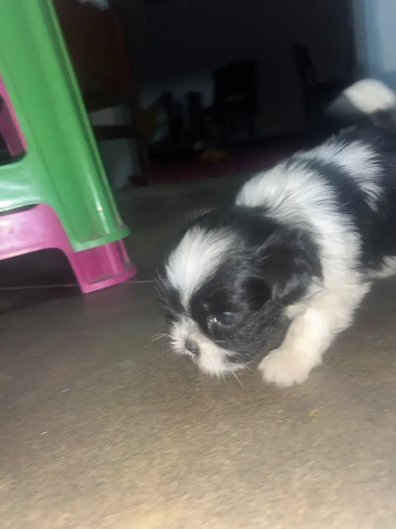 one black and one black and white female  45000 each — photo 3