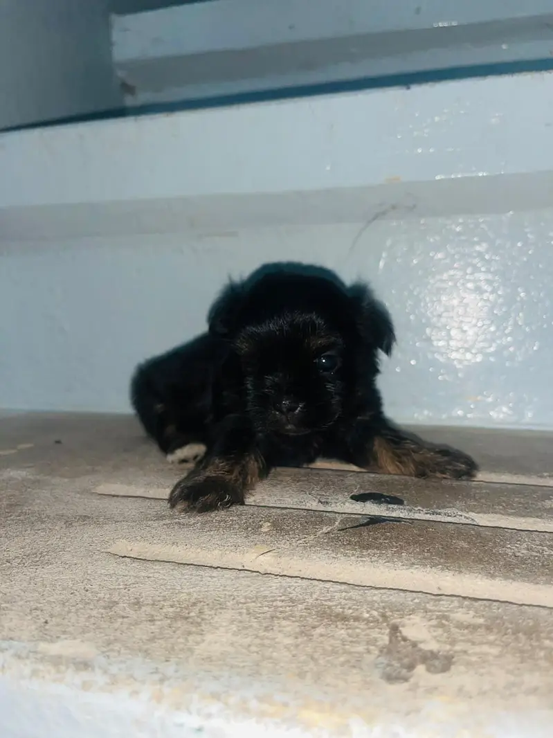 one black and one black and white female  45000 each — photo 4
