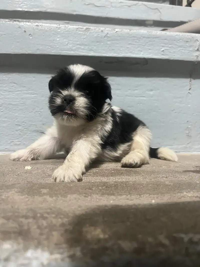 one black and one black and white female  45000 each — photo 5