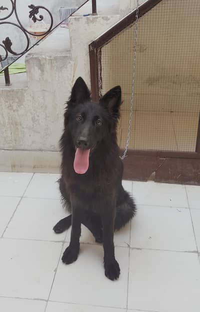 Female for Sale