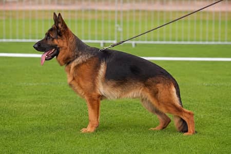  German Shepherd Female | Strong Bone & Beautiful Coat | For Sale