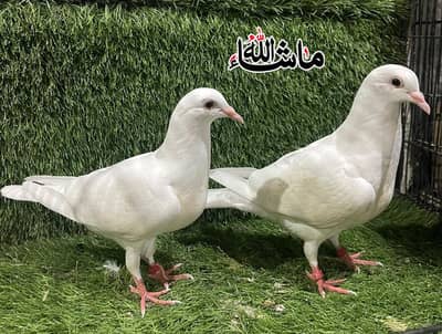 Paper White Qasad Young pathi patha Pair For Sale