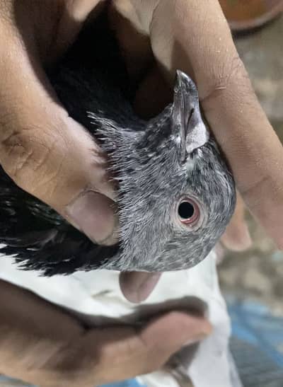 Pigan