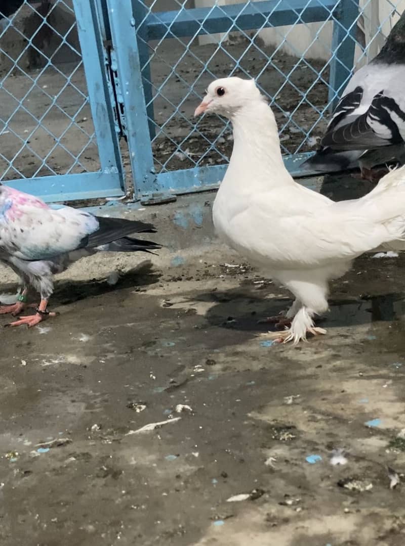 Pigan 2