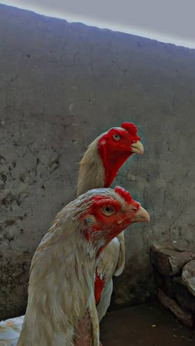 paper white shamoo breeder pair read description