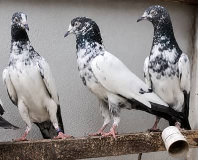teddy pigeon