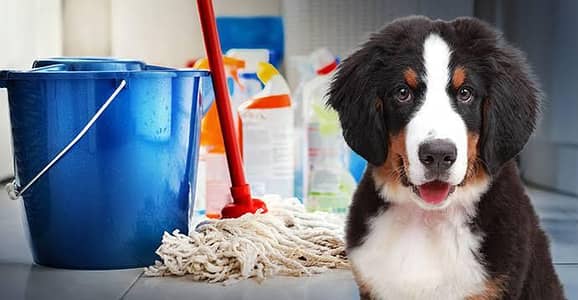 Need Cleaning Worker For Home Based Animals Shelter