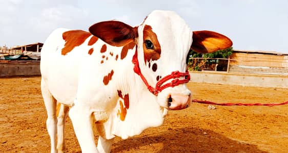 Gulabi Ablack kheera For sale