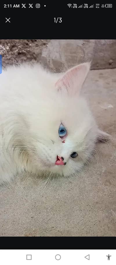 white Persian cat 5 month Age-- Healthy 