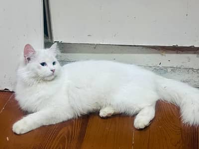 Persian Turkish Blue Eyes Cat