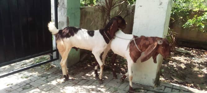 2danat Bakra available