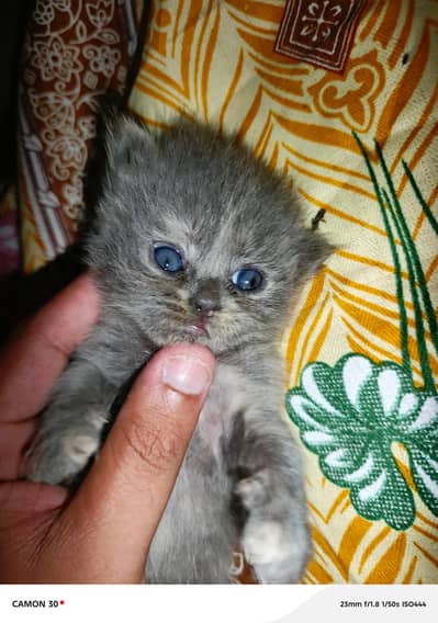 Persiaon punch Cat babies for sale whatsApp number 0305.4364606