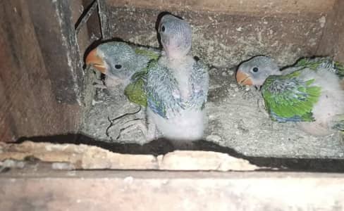 3 Kashmiri chicks on parents feed