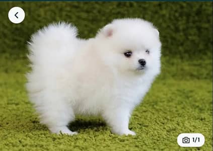 Pomeranian puppies 0330*540*6115