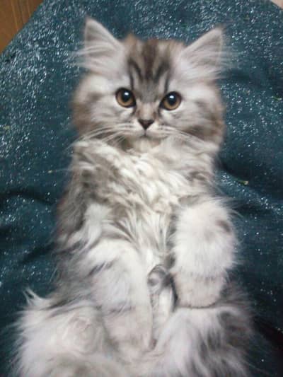 Beautiful grey Persian cat   for adoption