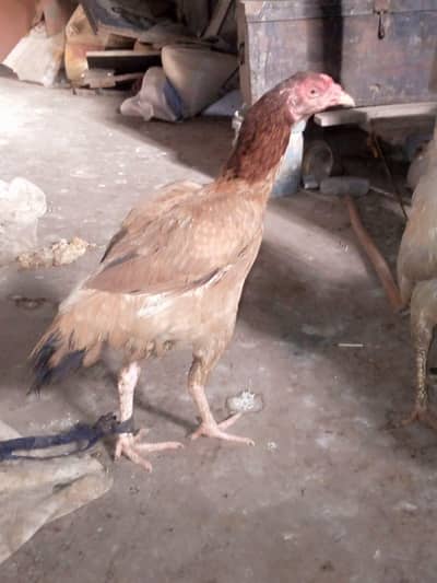 Aseel murgi egg laying for sale