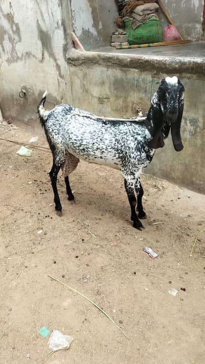 bakri